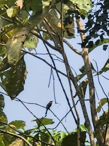 Merops leschenaulti observed 2026-10-21