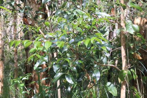 Euroschinus falcatus, 2026-10-21