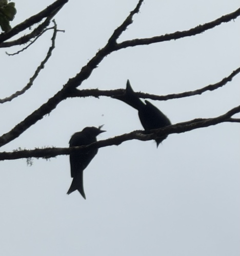 iNaturalist image