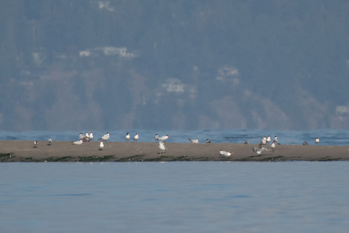 iNaturalist image