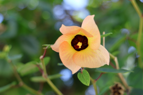 Talipariti tiliaceum observed 2026-10-19
