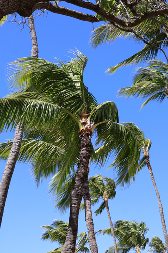 Cocos nucifera observed 2026-10-19