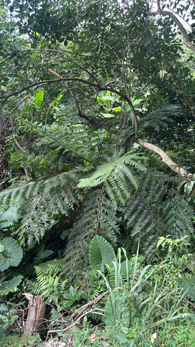 Alsophila spinulosa observed 2026-10-02
