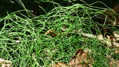 Equisetum scirpoides image
