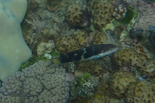 Thalassoma jansenii observed 2026-10-21