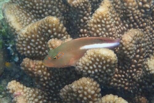 Paracirrhites arcatus observed 2026-10-21