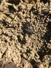 Phosphaenus hemipterus