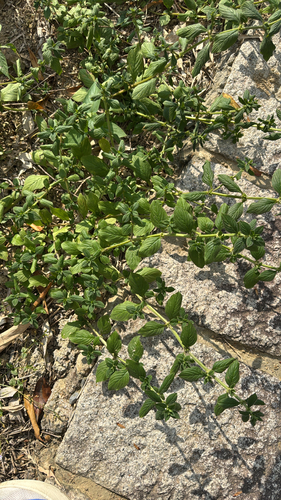 Spermacoce latifolia observed 2026-10-02
