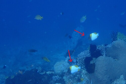 Hemitaurichthys polylepis observed 2026-10-21