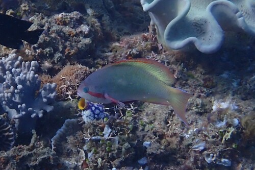 Pseudanthias huchtii observed 2026-10-21