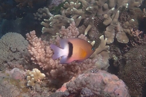 Plectroglyphidodon dickii observed 2026-10-21