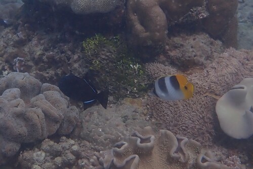 Chaetodon ulietensis observed 2026-10-21