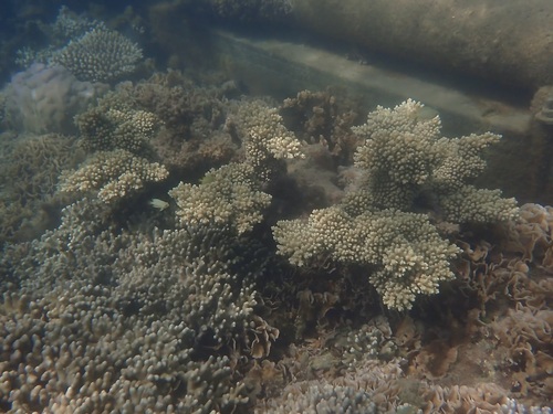 Acropora florida observed 2026-10-20