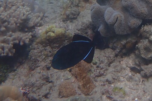 Melichthys niger observed 2026-10-21