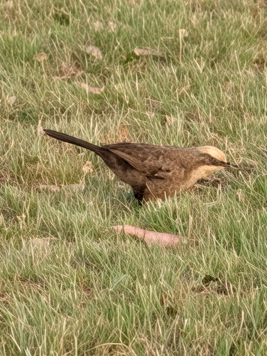 Pomatostomus temporalis, 2026-10-21