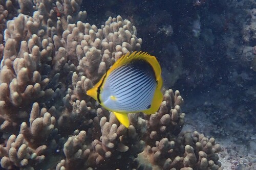 Chaetodon melannotus observed 2026-10-21