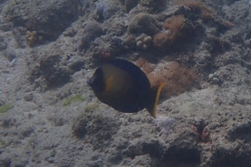 Acanthurus pyroferus observed 2026-10-21