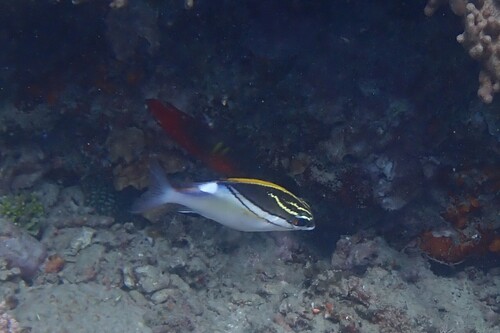 Labracinus cyclophthalmus observed 2026-10-21