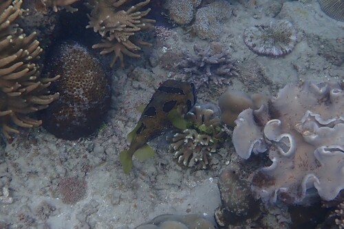 Diodon liturosus observed 2026-10-21