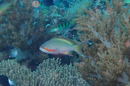 Pseudanthias huchtii observed 2026-10-21