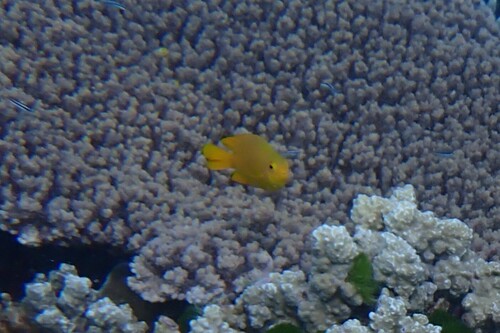 Pomacentrus moluccensis observed 2026-10-21