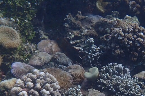 Cephalopholis urodeta observed 2026-10-21