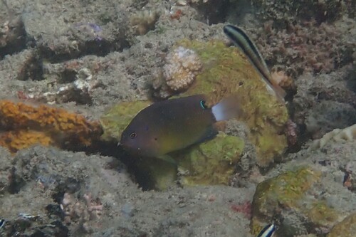 Pomacentrus bankanensis observed 2026-10-21