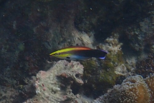 Labroides pectoralis observed 2026-10-21