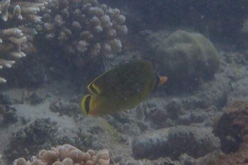 Chaetodon rafflesii observed 2026-10-21
