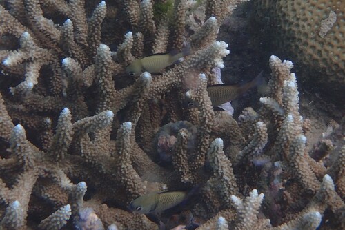 Dascyllus reticulatus observed 2026-10-21
