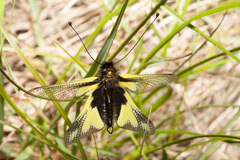 Libelloides coccajus