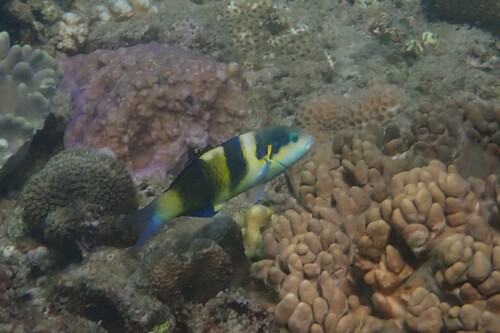 Thalassoma jansenii observed 2026-10-21