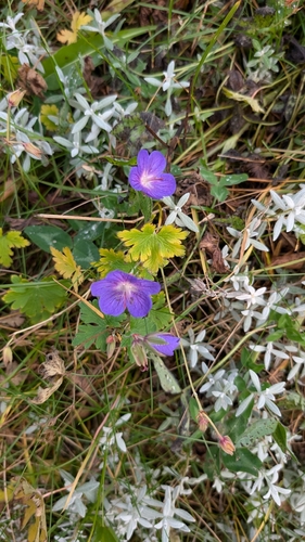 Geranium sylvaticum, 2026-10-20