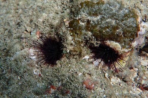 Echinostrephus observed 2026-10-21