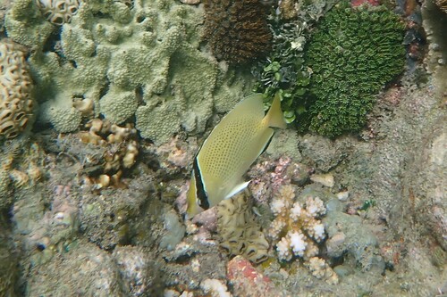 Chaetodon citrinellus observed 2026-10-21