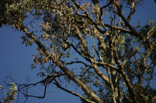 Coracina papuensis observed 2026-10-21