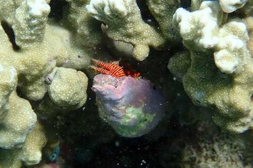 Ciliopagurus strigatus observed 2026-10-21