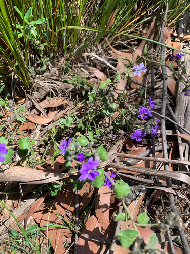 Dampiera purpurea observed 2026-10-21