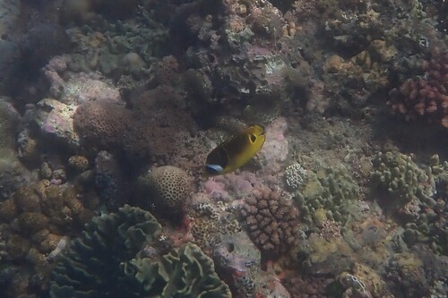 Chaetodon lunula observed 2026-10-21