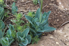 Senecio rhomboideus