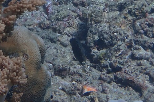 Siganus spinus observed 2026-10-21