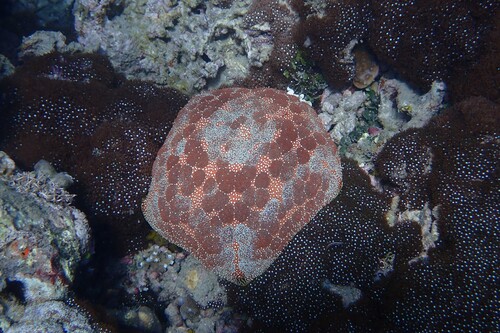 Culcita novaeguineae observed 2026-10-21