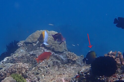 Zebrasoma scopas observed 2026-10-21