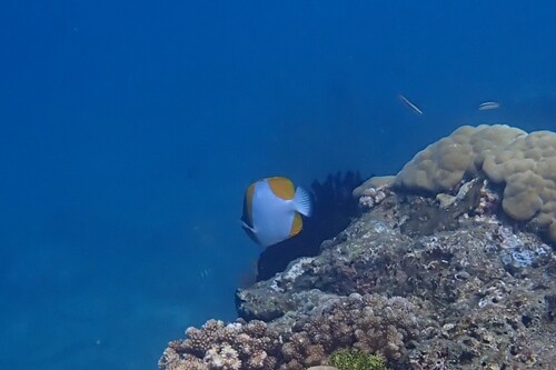 Hemitaurichthys polylepis observed 2026-10-21