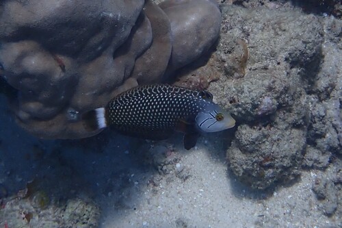 Novaculichthys taeniourus observed 2026-10-21