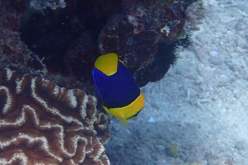 Centropyge bicolor observed 2026-10-21