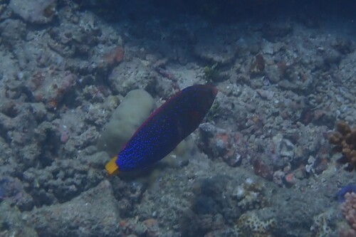 Coris gaimard observed 2026-10-21