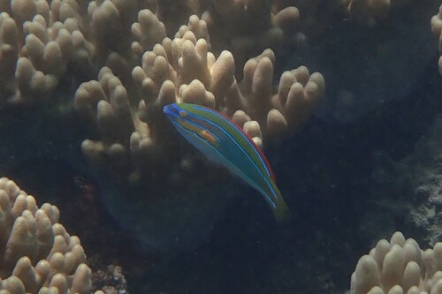 Stethojulis trilineata observed 2026-10-21