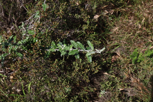Brachylaena discolor observed 2026-10-20