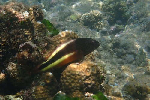 Paracirrhites forsteri observed 2026-10-21